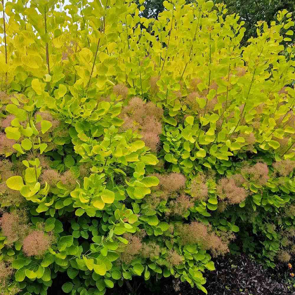 Black Friday - Reduceri Arbore de Fum Scumpie galbena (Cotinus coggygria) Golden Spirit Promotie