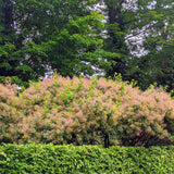 Black Friday - Reduceri Arbore de Fum Scumpie galbena (Cotinus coggygria) Golden Spirit Promotie