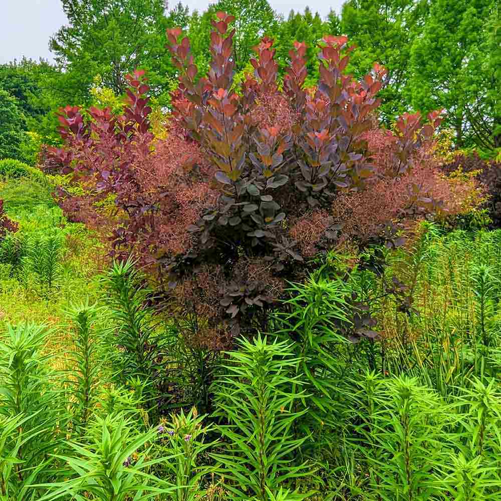 Black Friday - Reduceri Arbore de Fum, Scumpie Rosie (Cotinus coggygria) Royal Purple Promotie