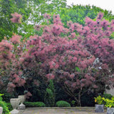 Black Friday - Reduceri Arbore de Fum, Scumpie Rosie (Cotinus coggygria) Royal Purple Promotie