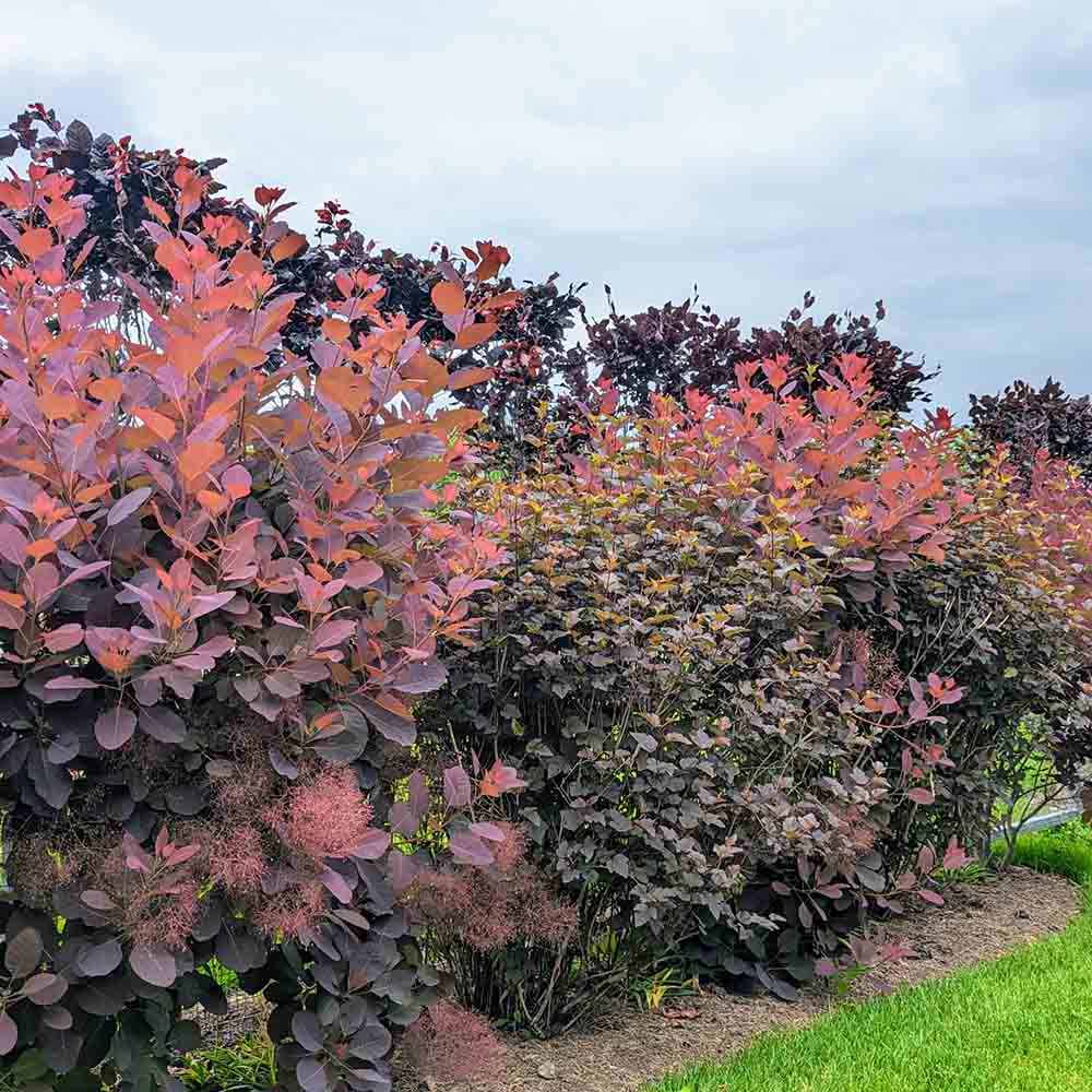 Arbore de Fum, Scumpie Rosie (Cotinus coggygria) Royal Purple - VERDENA - 25 - 30 cm inaltime, ghiveci de 3 l