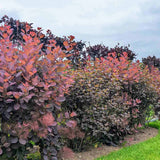 Black Friday - Reduceri Arbore de Fum, Scumpie Rosie (Cotinus coggygria) Royal Purple Promotie