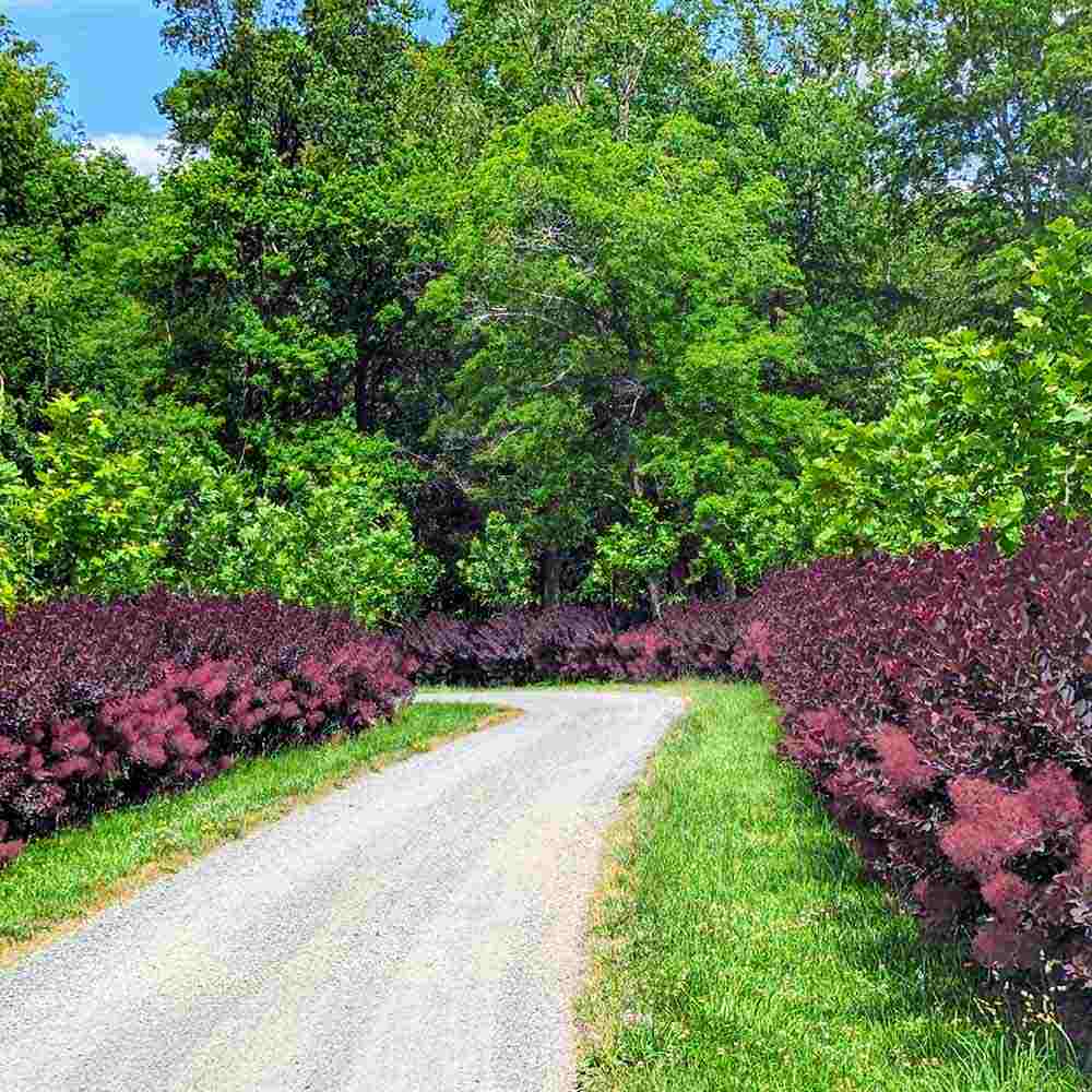 Black Friday - Reduceri Arbore de Fum, Scumpie Rosie (Cotinus coggygria) Royal Purple Promotie