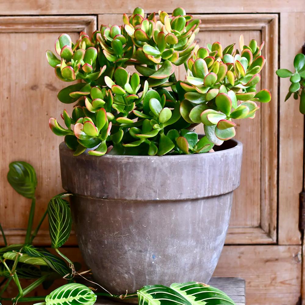 Black Friday - Reduceri Arborele de Jad (Crassula Ovata Sunset) - 30 cm Promotie