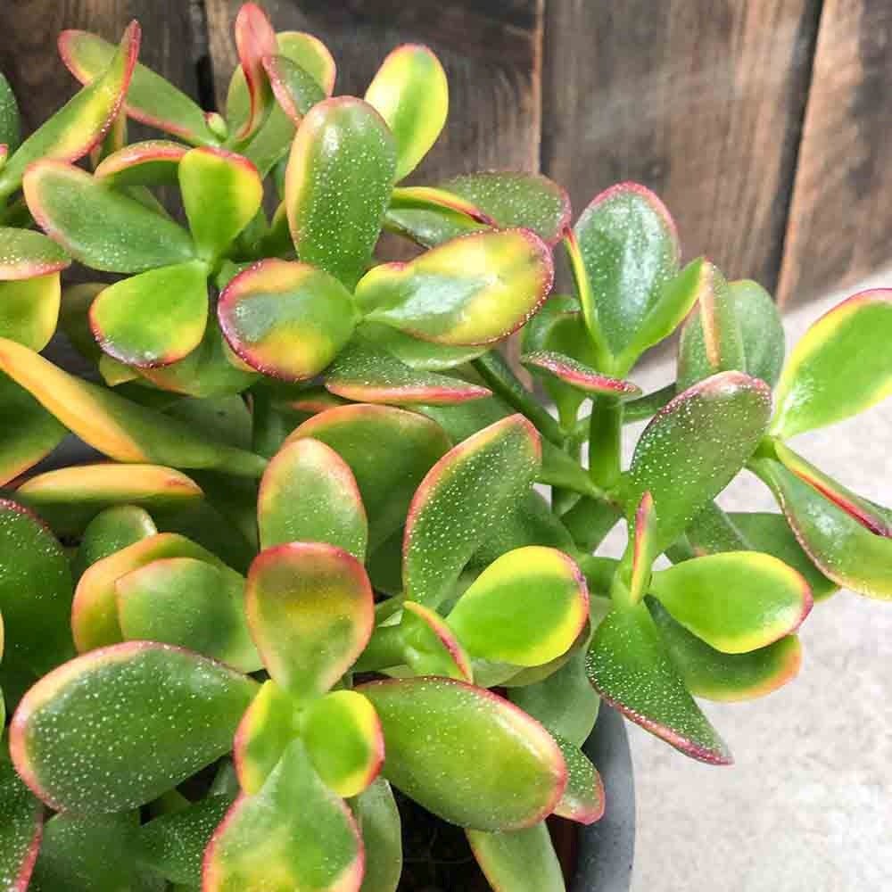 Arborele de Jad (Crassula Ovata Sunset) - 30 cm - VERDENA - 30 cm inaltime, ghiveci de 3 l