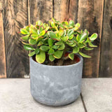 Arborele de Jad Galben Xxl (Crassula Ovata Sunset) - 60 cm - VERDENA - 60 cm inaltime, ghiveci de 12.5 l