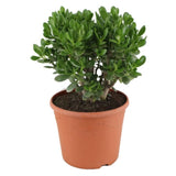 Arborele de Jad XL (Crassula Ovata) - 50-55 cm