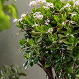 Arborele de Jad XL (Crassula Ovata) - 50-55 cm - VERDENA-50-55 cm inaltime livrat in ghiveci de 12.5 l