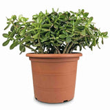 Arborele de Jad Xl (Crassula Ovata) - 60 cm - VERDENA - 60 cm inaltime, ghiveci de 5 l