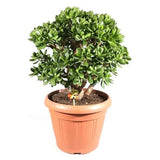 Arborele de Jad XXL (Crassula Ovata) - 70 cm - VERDENA - 70 cm inaltime livrat in ghiveci de 33 l