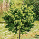 Black Friday - Reduceri Arborele Pagodelor (Ginkgo Biloba) Promotie