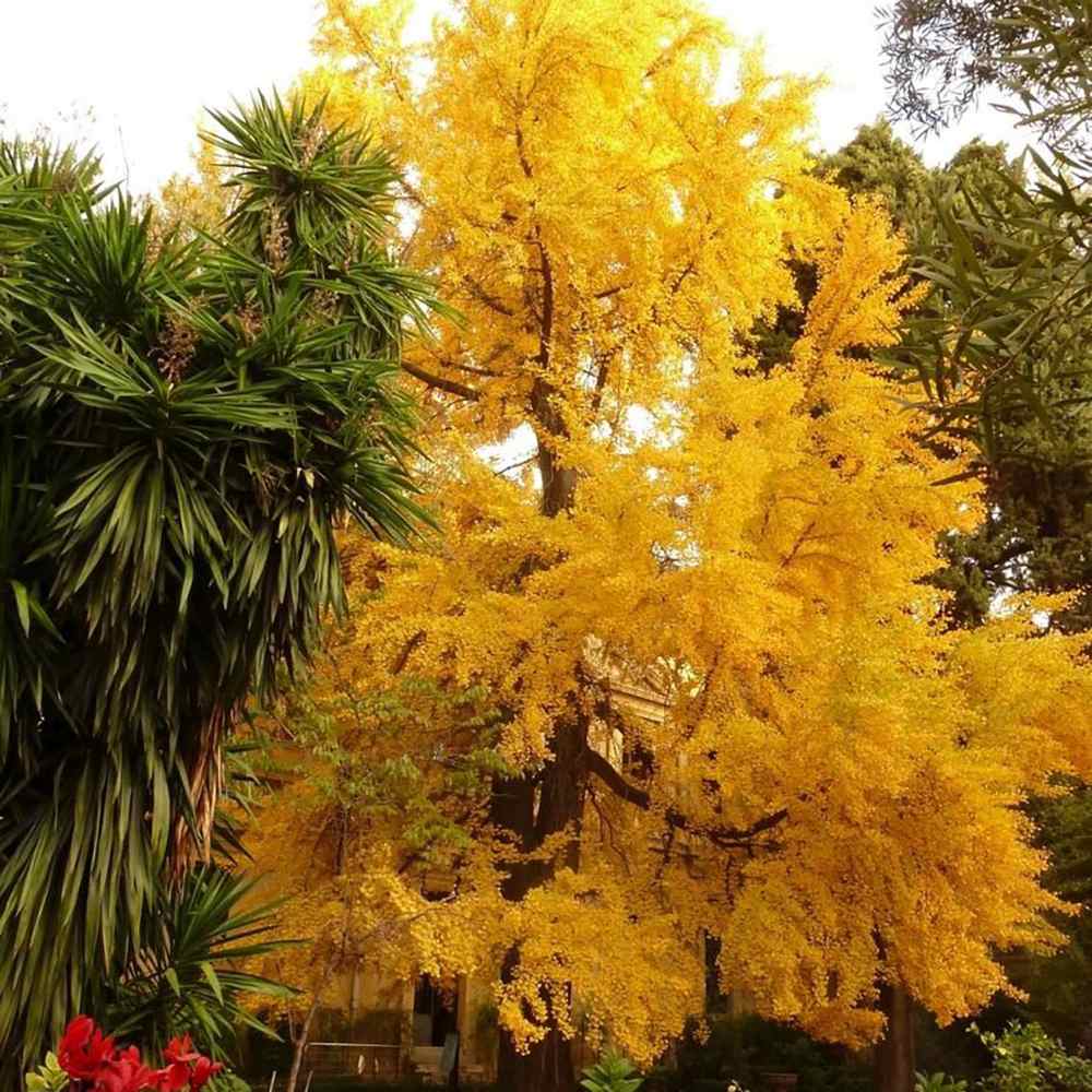 Arborele Pagodelor (Ginkgo Biloba) - VERDENA - 60 - 80 cm inaltime, ghiveci de 4 l