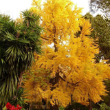 Black Friday - Reduceri Arborele Pagodelor (Ginkgo Biloba) Promotie