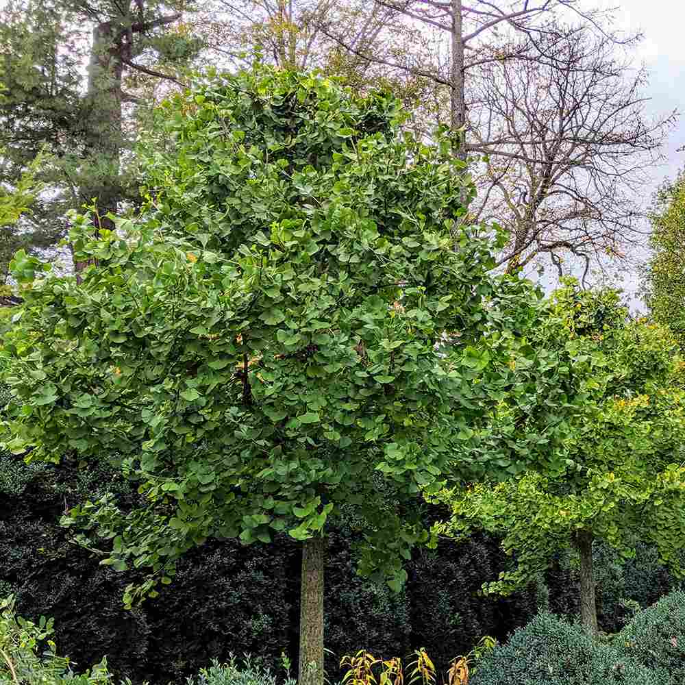 Arborele Pagodelor (Ginkgo Biloba) - VERDENA - 60 - 80 cm inaltime, ghiveci de 4 l