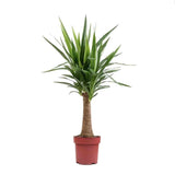 Arborele Vietii (Yucca Elephantipes) - 105 cm - VERDENA - 100 - 105 cm inaltime, ghiveci de 4.5 l