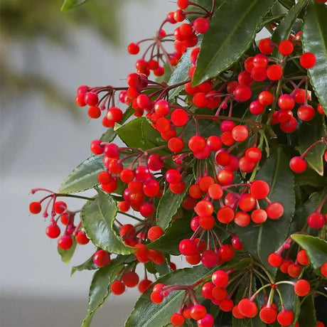 Ardisia Boss Rosie, planta decorativa cu fructe rosii stralucitoare, eleganta si usor de ingrijit pentru interior - 40cm