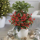 Ardisia Boss Rosie, planta decorativa cu fructe rosii stralucitoare, eleganta si usor de ingrijit pentru interior - 40cm