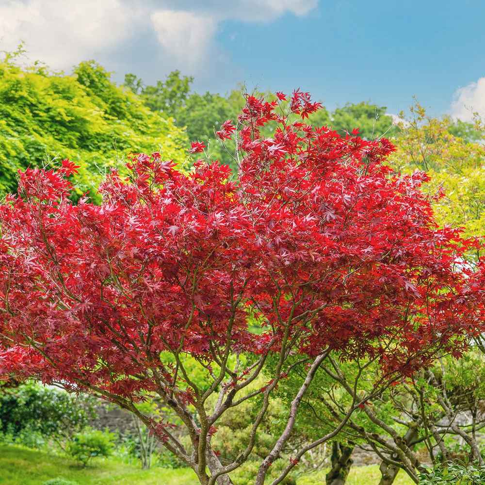 Artar Japonez Atropurpureum, cu frunzis rosu-purpuriu