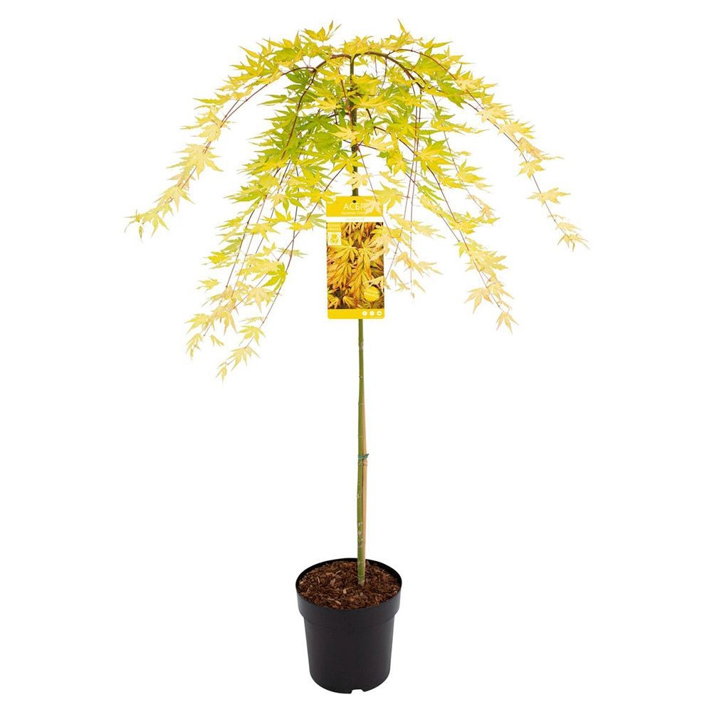 Artar Japonez Cascade Gold, cu frunzis auriu - VERDENA - 120 cm inaltime, ghiveci de 5 l