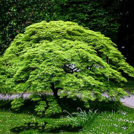 Artar Japonez Pitic Dissectum Viridis, frunze verzi dantelate, forma pletoasa, rezistenta frig -20°C