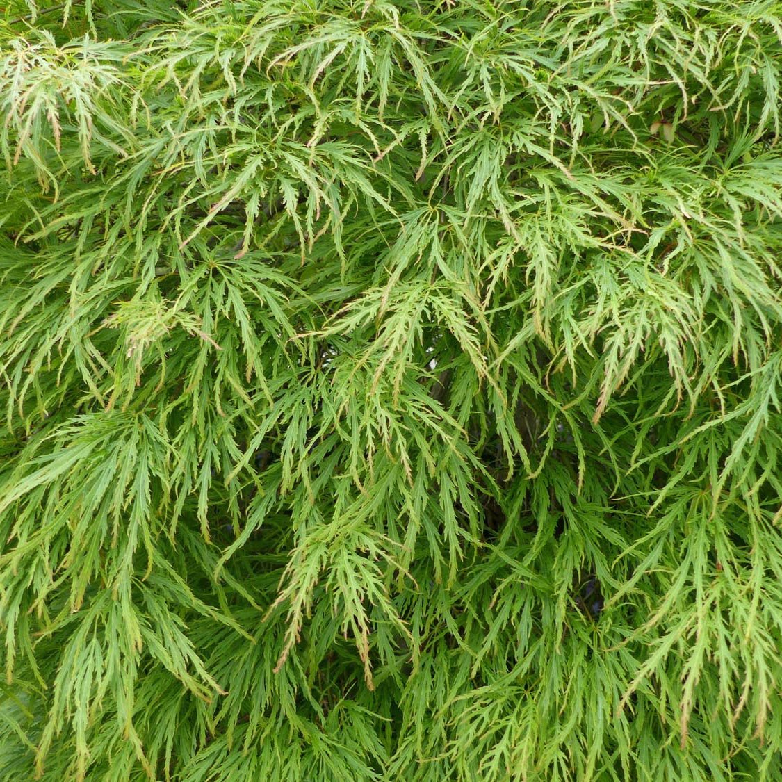 Artar Japonez Pitic Dissectum Viridis, frunze verzi dantelate, forma pletoasa, rezistenta frig -20°C