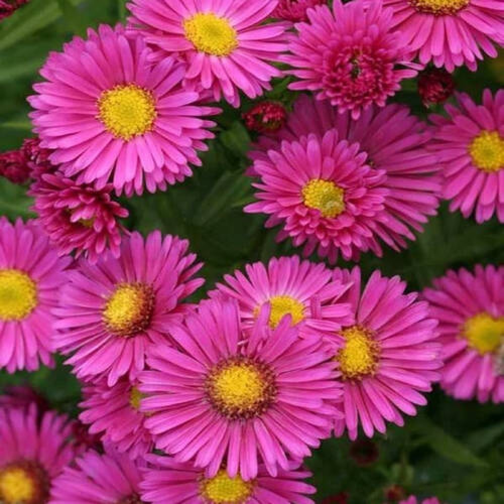 Steluta de Toamna (Aster) Jenny, tufanica de toamna roz purpuriu, perena, pentru borduri si ghivece, inflorire abundenta august octombrie