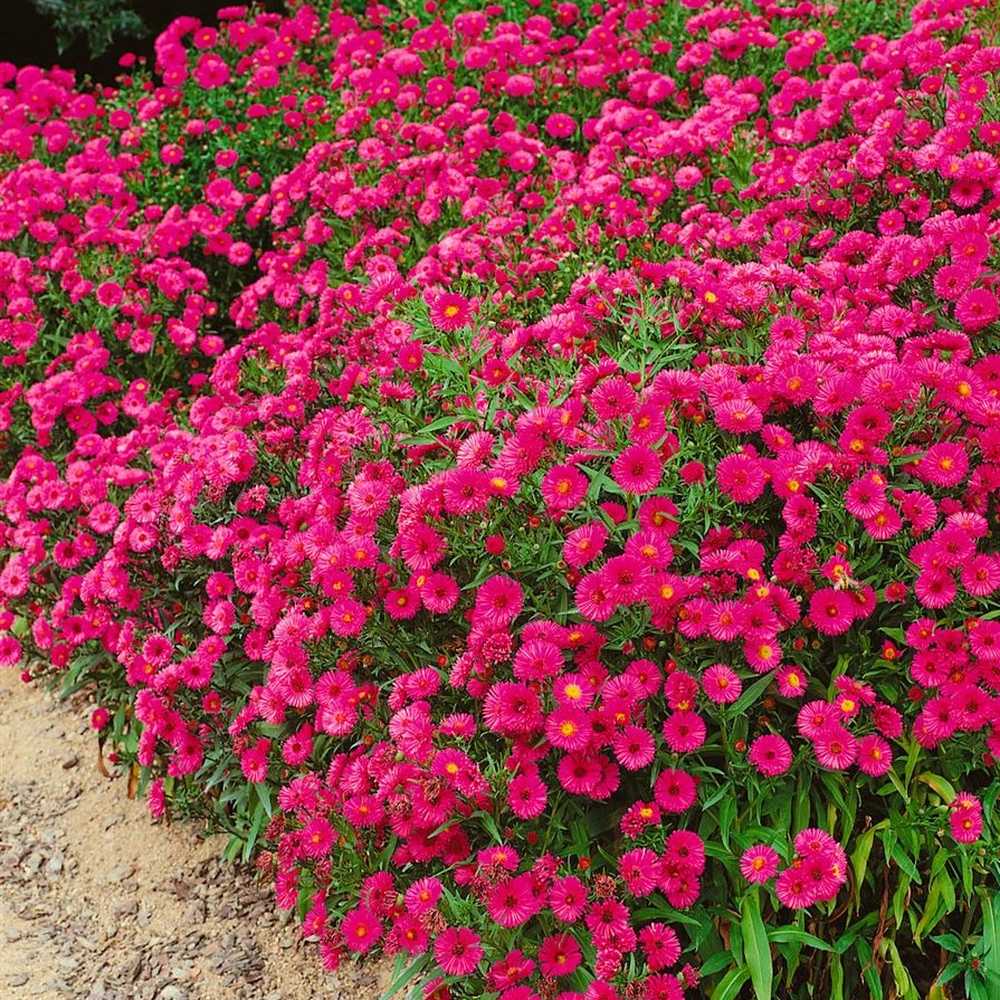 Steluta de Toamna (Aster) Jenny, tufanica de toamna roz purpuriu, perena, pentru borduri si ghivece, inflorire abundenta august octombrie