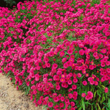 Steluta de Toamna (Aster) Jenny, tufanica de toamna roz purpuriu, perena, pentru borduri si ghivece, inflorire abundenta august octombrie