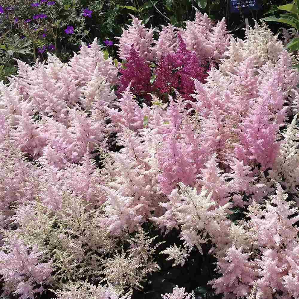 Black Friday - Reduceri Astilbe Europa, cu flori roz Promotie