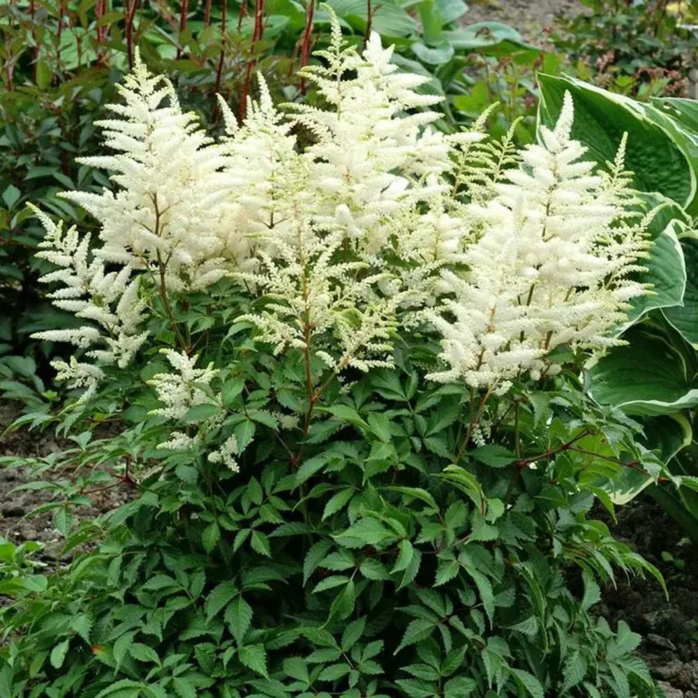 Astilbe Gladstone, flori albe elegante, planta de umbra, perena decorativa gradina