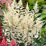Astilbe Gladstone, flori albe elegante, planta de umbra, perena decorativa gradina