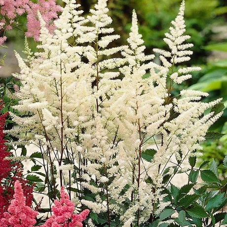 Astilbe Gladstone, flori albe elegante, planta de umbra, perena decorativa gradina