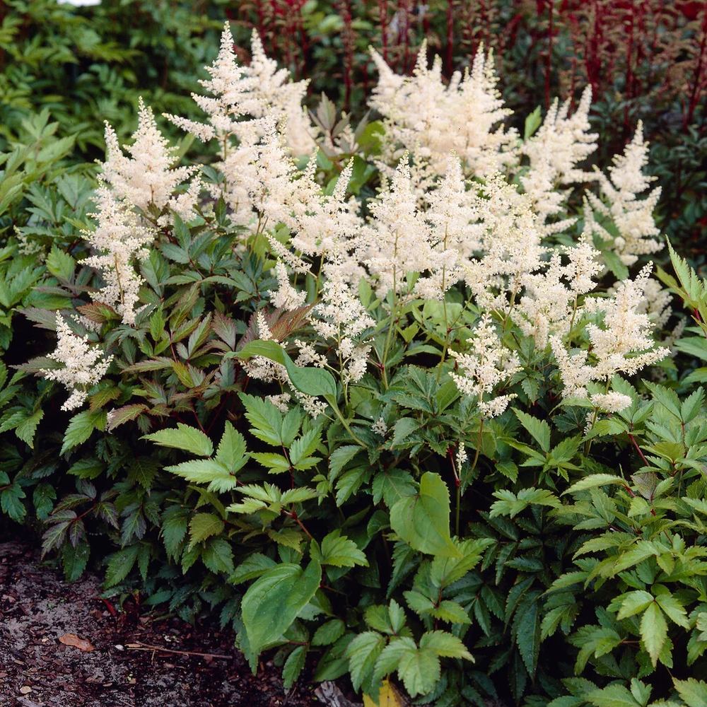 Astilbe Gladstone, flori albe elegante, planta de umbra, perena decorativa gradina