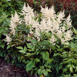 Astilbe Gladstone, flori albe elegante, planta de umbra, perena decorativa gradina