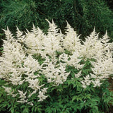 Astilbe Gladstone, flori albe elegante, planta de umbra, perena decorativa gradina