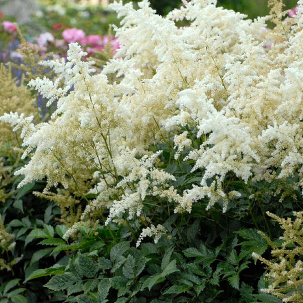Astilbe Gladstone, flori albe elegante, planta de umbra, perena decorativa gradina
