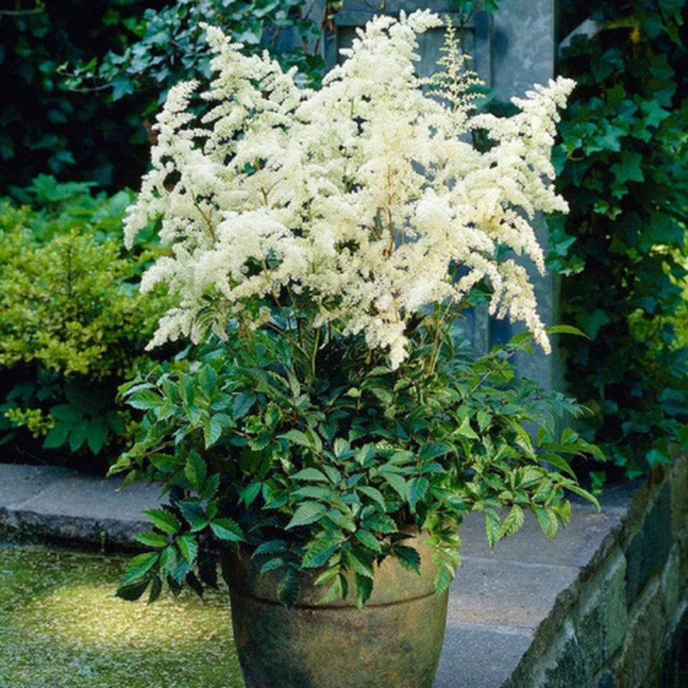 Astilbe Gladstone, flori albe elegante, planta de umbra, perena decorativa gradina