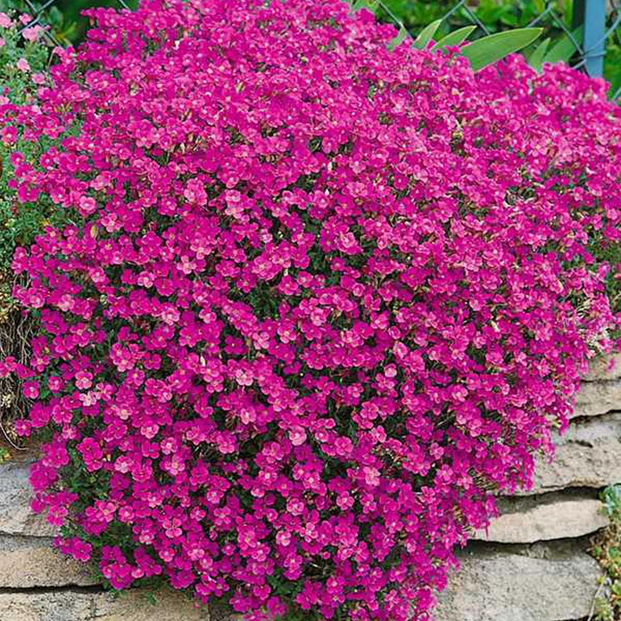 Aubrieta Cascade Red (Campanula), taratoare, cu flori rosii intens