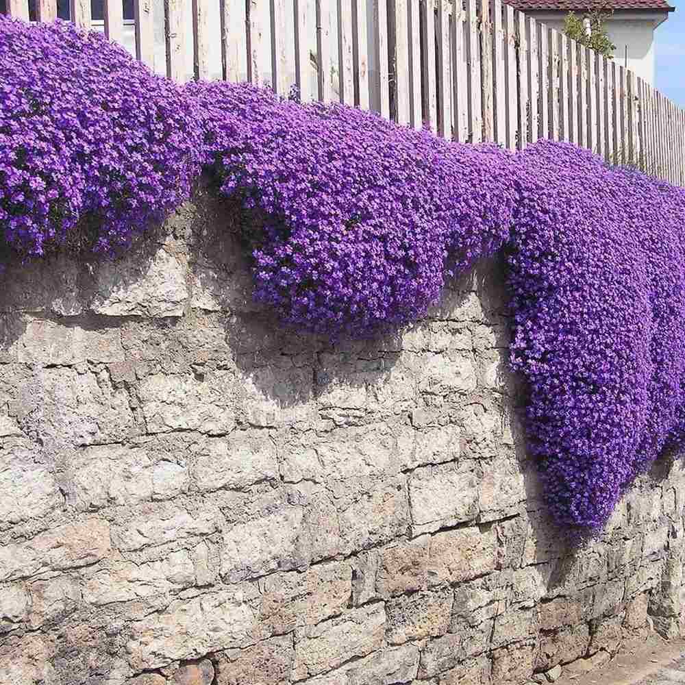 Aubrieta Cascade Purple (Campanula), taratoare, cu flori violet intens