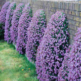 Aubrieta Cascade Purple (Campanula), taratoare, cu flori violet intens