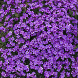 Aubrieta Cascade Purple (Campanula), taratoare, cu flori violet intens