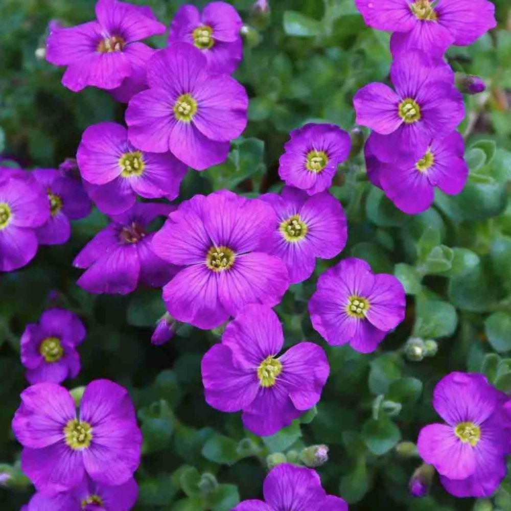 Aubrieta Cascade Purple (Campanula), taratoare, cu flori violet intens