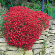 Aubrieta Cascade Red (Campanula), taratoare, cu flori rosii intens