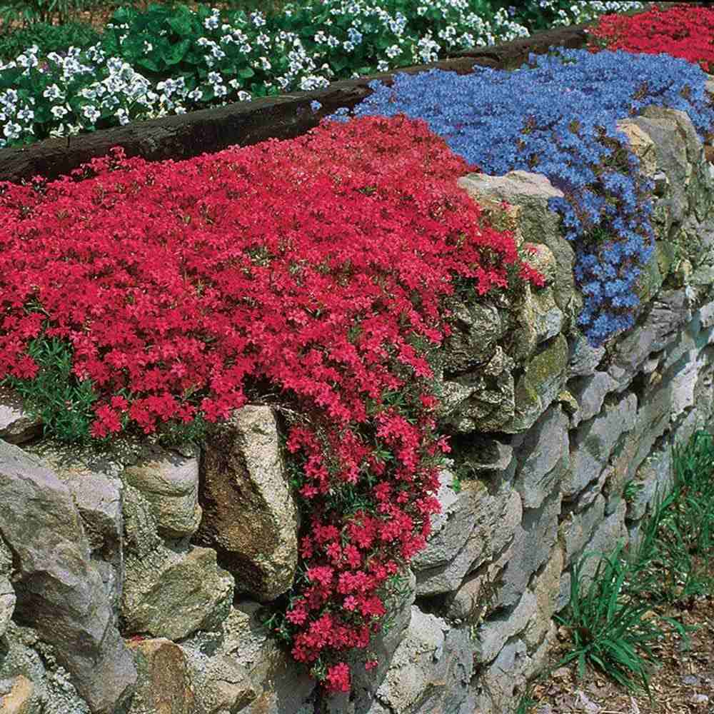 Aubrieta Cascade Red (Campanula), taratoare, cu flori rosii intens