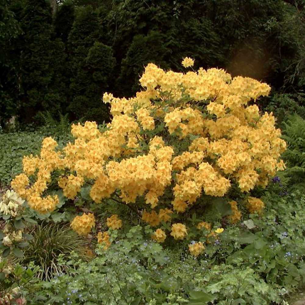 Azaleea Japoneza (Rhododendron) Goldinetta, cu flori galbene