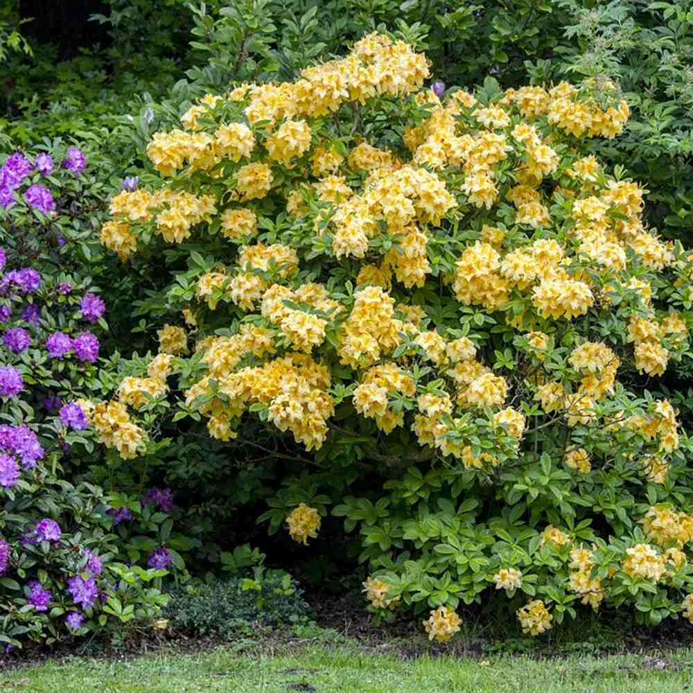 Azaleea Japoneza (Rhododendron) Goldinetta, cu flori galbene