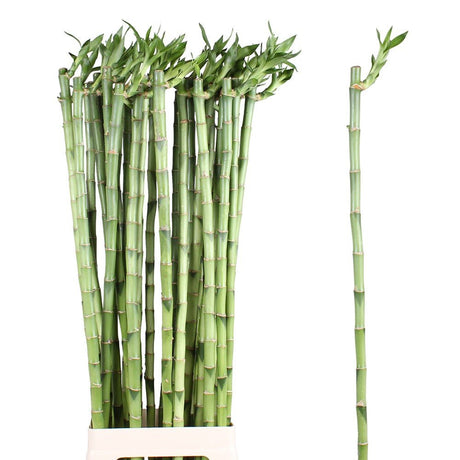 Bambus cu tulpina dreapta Lucky/Norocos - 100 cm - VERDENA-100 cm inaltime