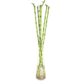 Bambus cu tulpina dreapta Lucky/Norocos - 100 cm - VERDENA-100 cm inaltime