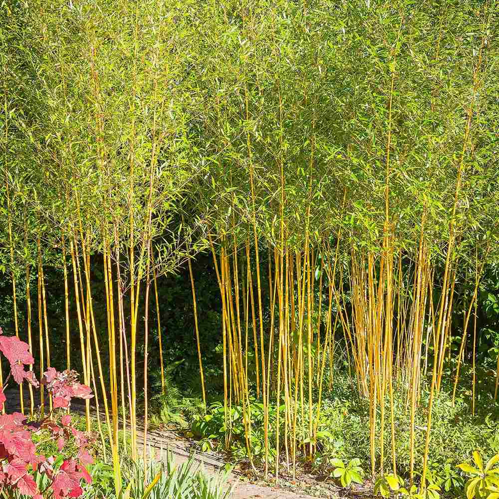 Bambus de Gradina Auriu (Phyllostachys Aurea), tulpini galbene, rezistent la frig, gard viu dens