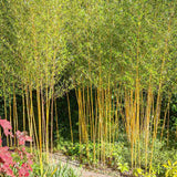 Bambus de Gradina Auriu (Phyllostachys Aurea), tulpini galbene, rezistent la frig, gard viu dens